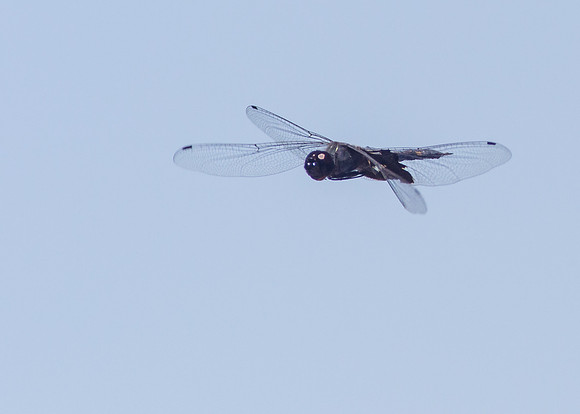 San Joaquin2014-6782