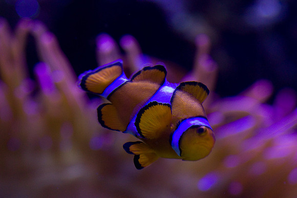 lb-aquarium-1486