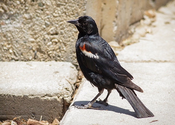 Tricolored Blackbird