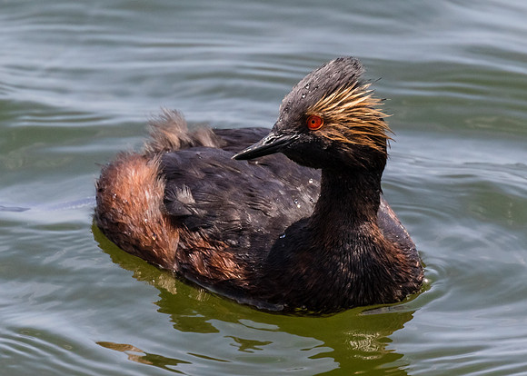 Eared Grebe