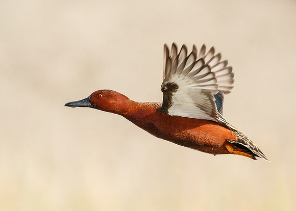 Cinnamon Flyaway