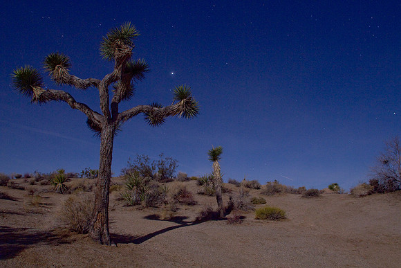 joshuatree09-2441