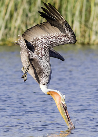 Brown Pelican
