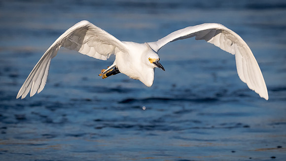 BolsaChica2015-9017