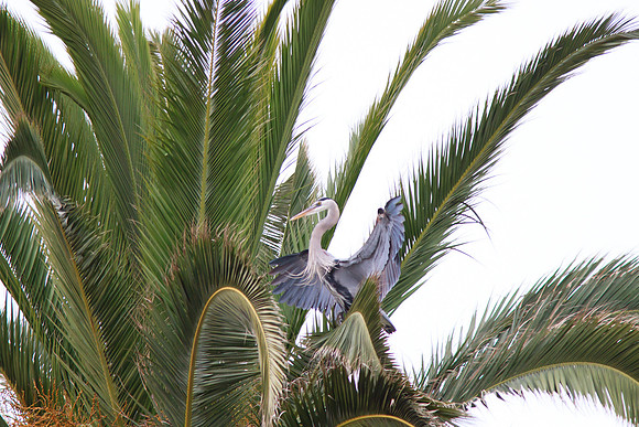 Great Blue Heron