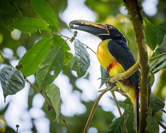 Collared Aracari