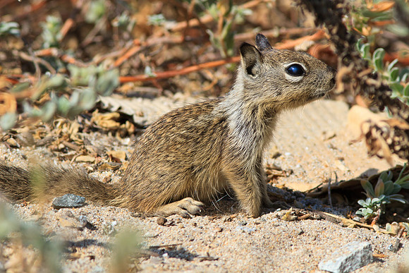Youngster