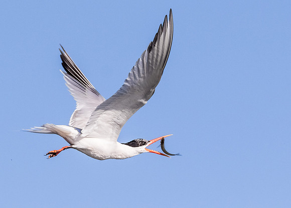 The tern makes the catch