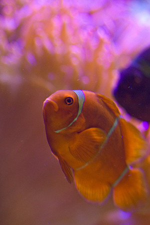 LB-Aquarium-0524