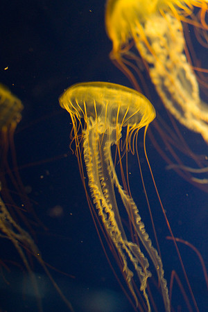 LB-aquarium-0371
