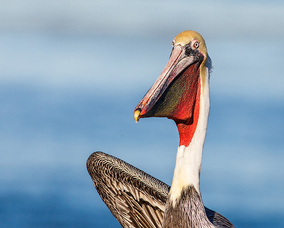 Distinguished Pelican.....
