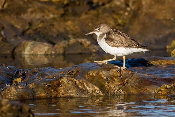 Spotted Sandpiper