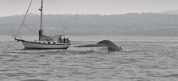 RB-whales-8136