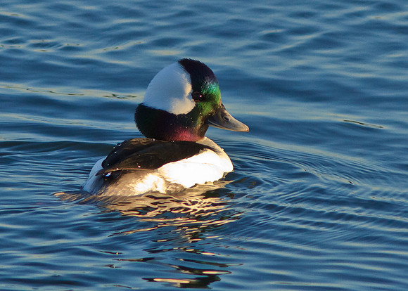 Bufflehead Male