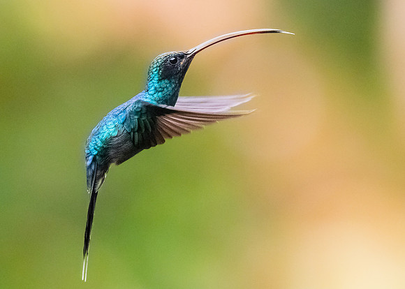 Female Green Hermit hummingbird