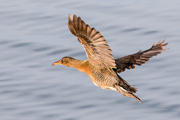 Ridgway's rail