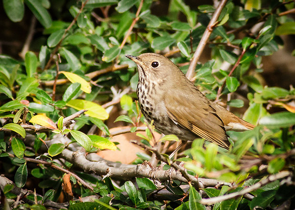 Hermit Thrush