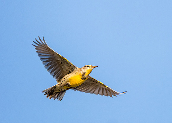 Western Meadowlark