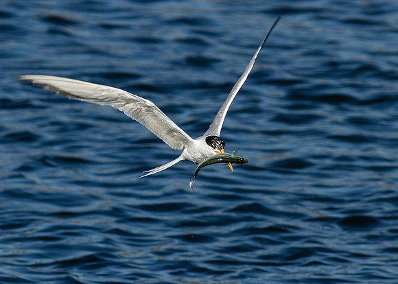 BolsaChica2012-7997