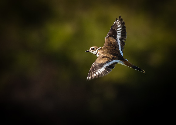 Flight over Pond C