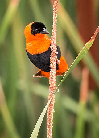 Male Orange Bishop