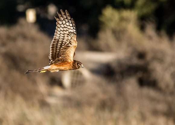 San Joaquin 2014-5291