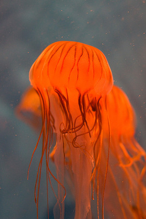 LB-aquarium-0380