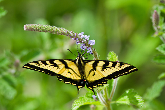 Western Tiger Swallowtail