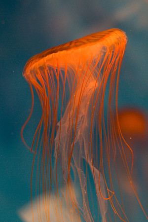 LB-aquarium-0382