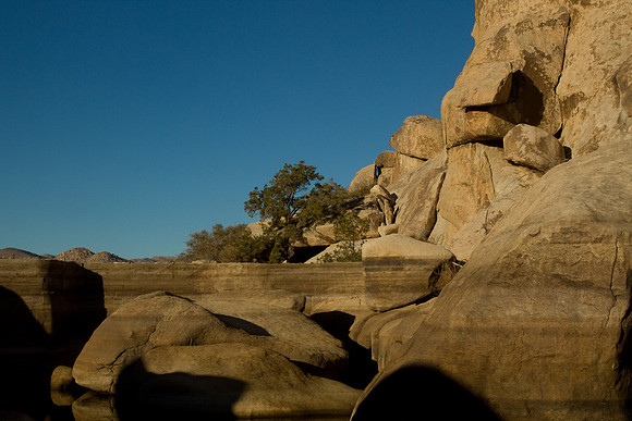 joshuatree09-2545