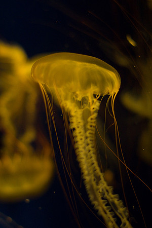 LB-aquarium-0364