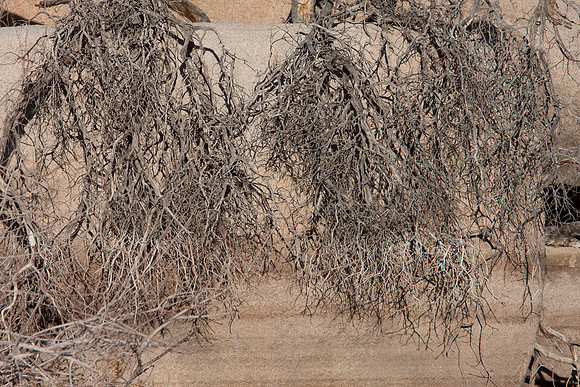 joshuatree09-0625