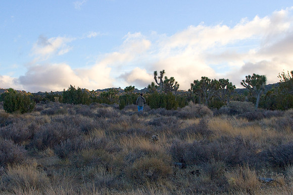 joshuatree09-2368