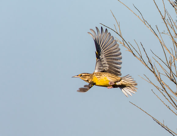 Fly away