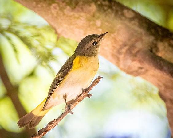 American Redstart