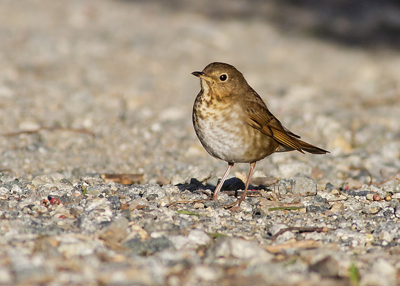 Swainson's Thrush
