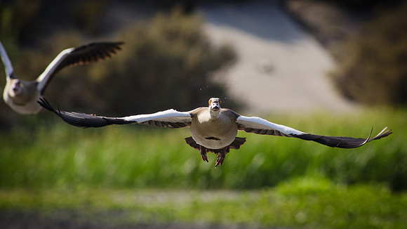 San Joaquin-2014-8078