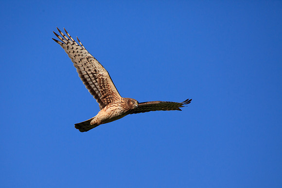 Northern Harrier