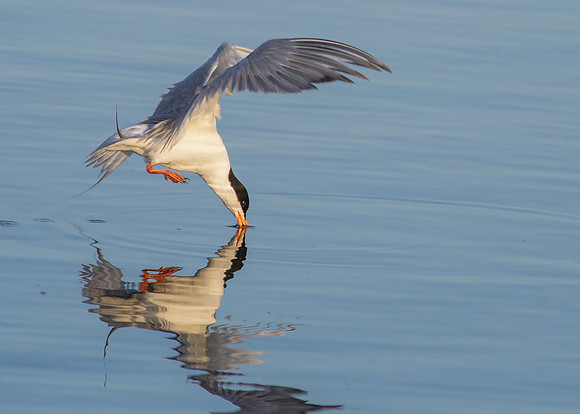 Forster's Tern