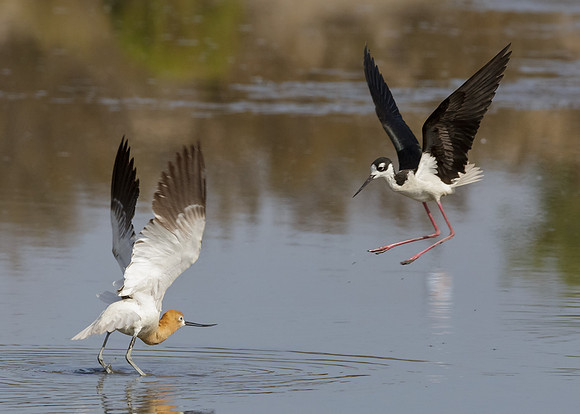 San Joaquin-2014-5493