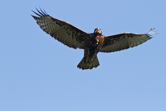 Red-tailed Hawk juvenile