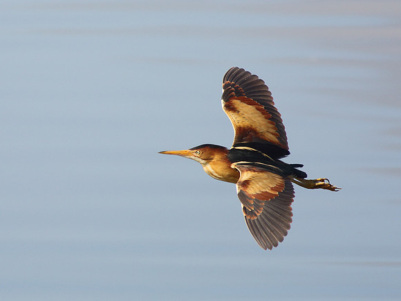 Morning flight