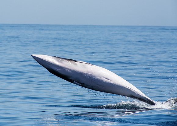 Minke whale breach