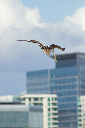 birds-irv-1106