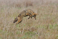 Pounce
