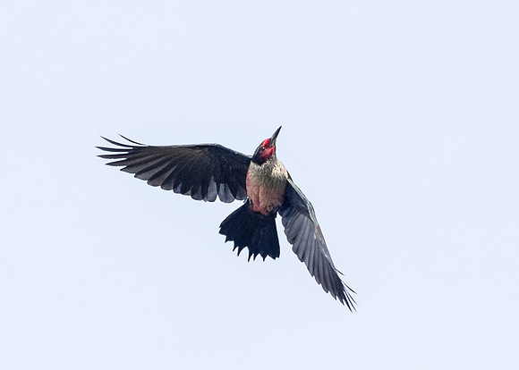 Lewis's Woodpecker