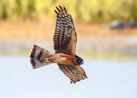 Northern Harrier