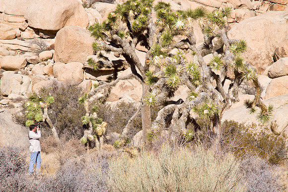 joshuatree09-2644
