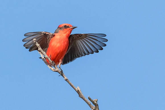 Ruler of this roost