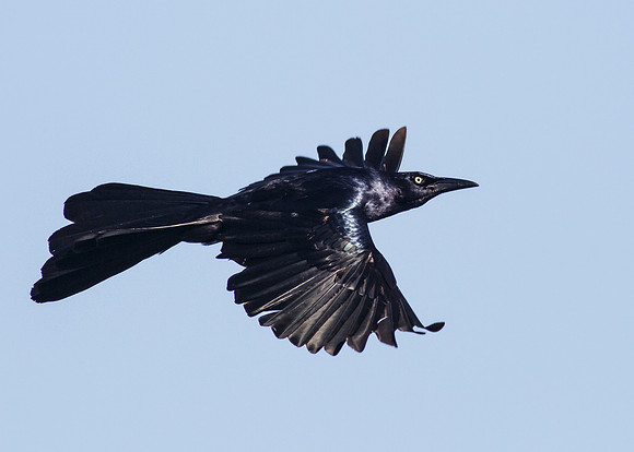 Great-tailed Grackle